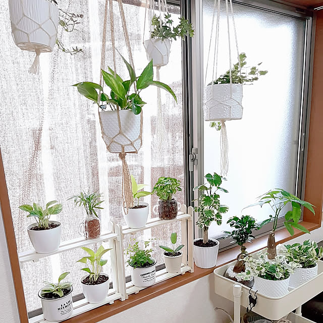 Lounge,アジアンタム,ガジュマル,山善トローリーワゴン,ヘデラ,Daiso,すのこ,観葉植物,ポトスエンジョイ,seria,アイビー,ダイソー,雪ほたる,シンゴニウム,パキラ,100均,観葉植物のある暮らし,すのこDIY,ポトス,セリア,ハンギンググリーン,フィカスベンガレンシス,トラデスカンチア,山善,狭いリビング,ポリシャス sukechoiの部屋