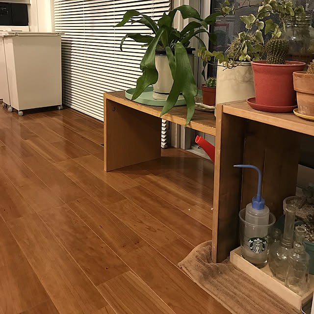山善おうちすっきりラックモニター応募,団地リノベーション,コウモリラン,サボテン♡,DIY棚 momoの部屋