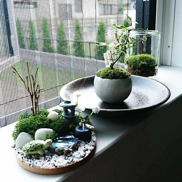 My Shelf,ミニ盆栽,苔,ミニ箱庭,暑さ対策？ p-p-maruの部屋