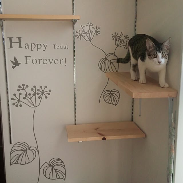 Bedroom,寝室の壁,ニトリのウォールステッカー,菜の花ステッカー,ちまき,ねこのいる日常,ねこと暮らす,ねこが好き,ねこまみれ,ねこ部,キャットウォークDIY,キャットステップ Gomaの部屋