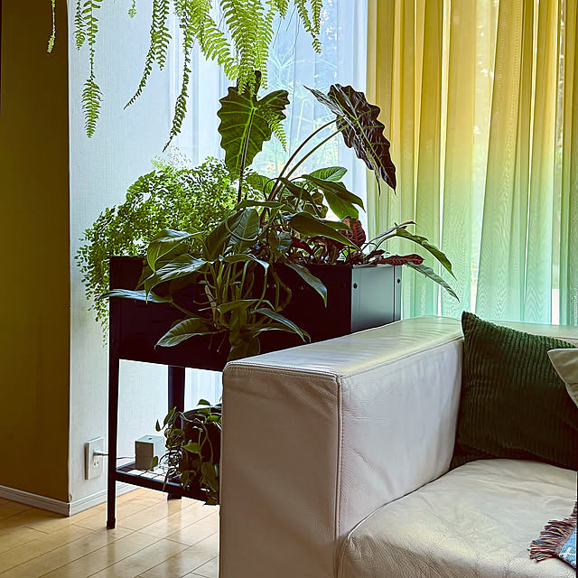 Lounge,観葉植物のある暮らし,植物のある暮らし,観葉植物 DAYONEの部屋