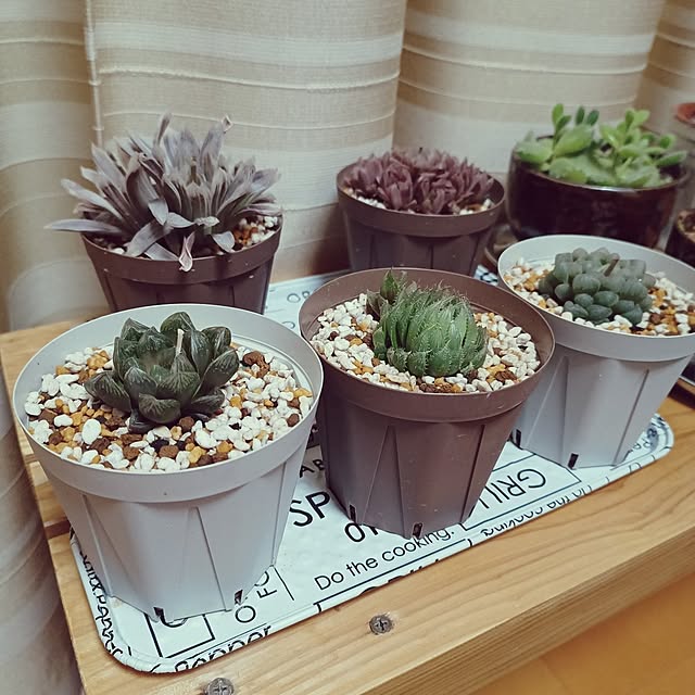 Lounge,ハオルチア,セリア,多肉植物,スリット鉢,NO GREEN NO LIFE soyokoの部屋
