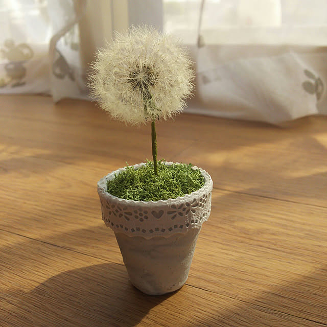 My Shelf,花のある暮らし,ナチュラル,ドライフラワーのある暮らし,ドライフラワーインテリア,ドライフラワー,ナチュラルインテリアに憧れて,ナチュラルインテリア,たんぽぽ,たんぽぽの綿毛,たんぽぽの綿毛ドライ,綿毛ドライフラワー,綿毛,ドライフラワーナチュラルインテリア PiyoDonaRoseの部屋