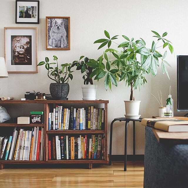 本棚DIY,観葉植物のある暮らし,賃貸インタリア,観葉植物,DIY棚,DIY,Lounge masaの部屋