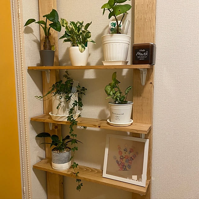 観葉植物の棚,ディアウォール棚,ディアウォール,ポトスエンジョイ,ポトス エンジョイ,シュガーパイン,シンゴニウム,クワズイモ,観葉植物のある生活,観葉植物のある暮らし,モンステラ大好き,観葉植物置き場,観葉植物と暮らす,観葉植物,On Walls R.S.Kの部屋