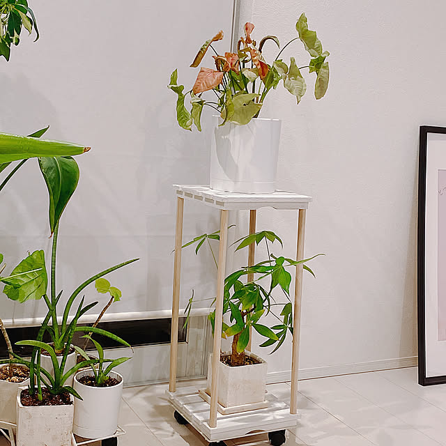 Lounge,DIY,プラントスタンド,Daiso,ダイソー,観葉植物,観葉植物のある生活 helmiの部屋