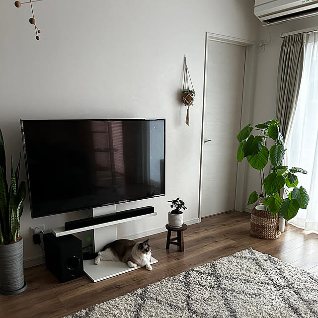 Lounge,テレビスタンド,観葉植物のある暮らし,シンプルモダン,北欧インテリア,平屋,北欧モダン,北欧好き,シンプルインテリア,子供のいる暮らし,ねこと暮らす,ねこのいる暮らし,シンプルホーム,掃除しやすい家,観葉植物,ラグ,ウンベラータ,レースカーテン,テレビスタンドwall,サンスベリア sonsan_famの部屋