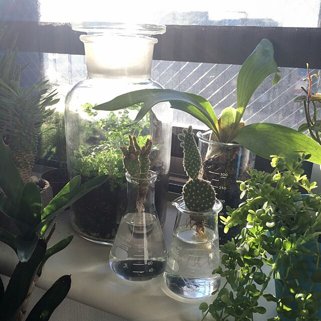 My Shelf,理系インテリア,観葉植物,グリーン,コウモリラン,テラリウム covananaの部屋