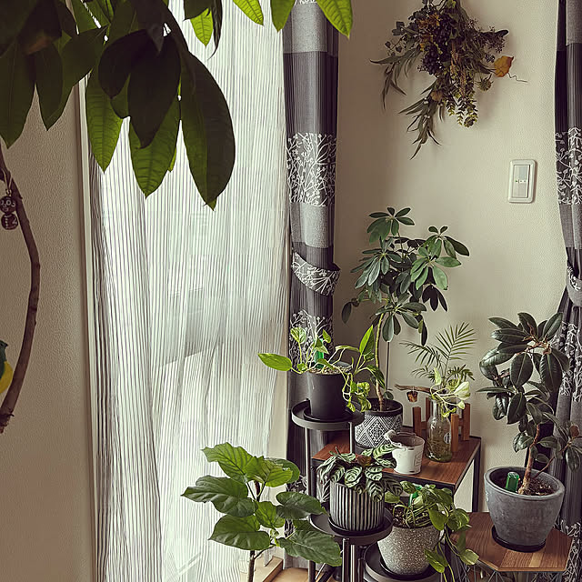 Lounge,ガラテア,ゴムの木,ポトス,カポック,ウンベラータ,花のある暮らし,お花大好き♡,休日ガーデナー,グリーンのある暮らし m.h.mammyの部屋