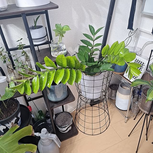 Lounge,ザミオクルカス,ザミオクルカス♡,ダイソー,Daiso,スタンダードプロダクツ,スタンダードプロダクツの植木鉢,簡単DIY,簡単リメイク,アイアン,アイアンかご,じゃない使い方,粒状の土 Riokaの部屋