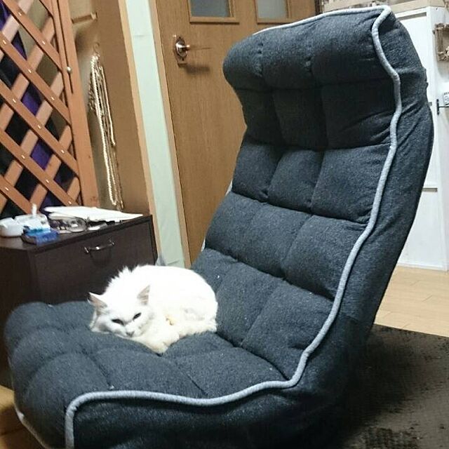 Lounge,ニトリ,座椅子,白猫,猫,ねこ,ネコ,ペット hanyaoの部屋