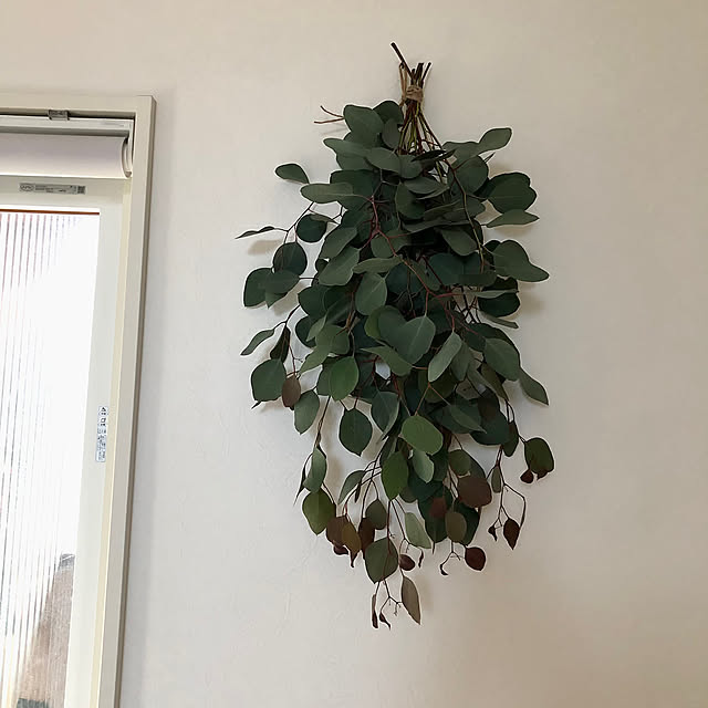 On Walls,グリーンインテリア,葉っぱが可愛い,2年半で大木になるとは,庭木を飾るのが夢でした,ユーカリポポラス,インテリア,癒し,シンプルが好き,自然素材が好き you-aaa.eの部屋