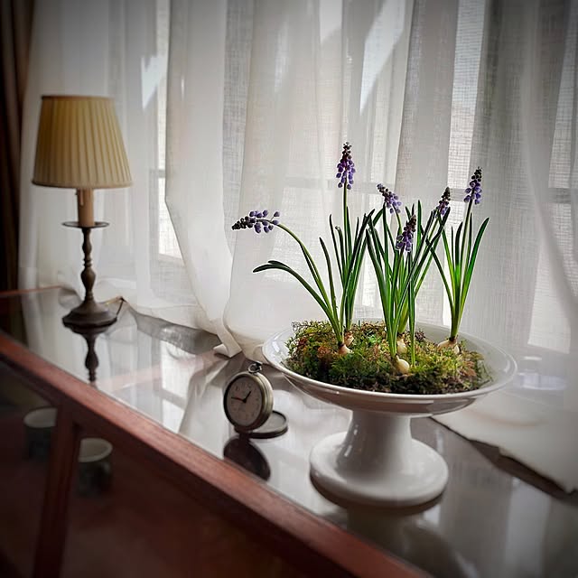 Lounge,時計,アンティーク,レトロ,古道具,古家具,ブロカント,ムスカリ,花のある暮らし,ヴィンテージ家具,コンポティエ,古道具のある暮らし,ディスプレイ好き,ふるいものが好き,球根好き,水栽培,水耕栽培 petitesplumesの部屋