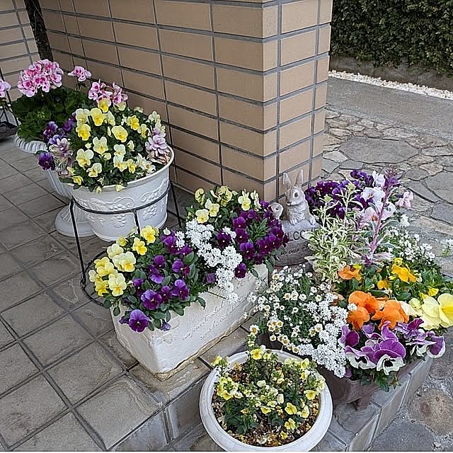 Entrance,花のある暮らし,花,春,庭,寄せ植え,ビオラ,パンジー,イベリス,花かんざし,ゼラニウム,癒し,癒しの空間,季節の花,プランター,ガーデン雑貨,3枚投稿 ku-garnet18の部屋