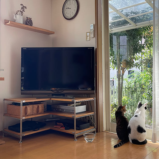 Lounge,秋晴れ,無印良品,テレビボード,イベント参加,ネコのいる暮らし,ネコ姉弟,ビー　弟　白黒,複数枚投稿,ラグ　姉　キジトラ nobikoの部屋