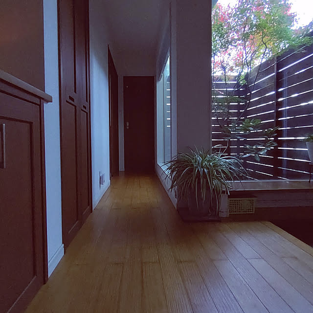 Entrance,注文住宅,坪庭,坪庭のある家,開放感を感じる暮らし,シンボルツリーのある暮らし,大きな窓,季節を感じる暮らし,明るい玄関,自然を感じる暮らし,お気に入りの場所,癒やしの場所,落ち着く空間,和モダン 38catの部屋