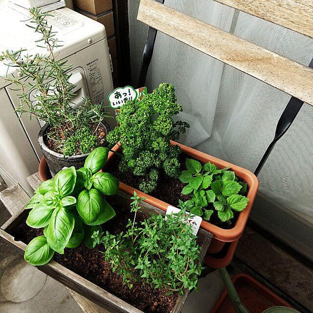 自分で育てたものを食卓へ 好みの植物で始めるベランダ菜園 Roomclip Mag 暮らしとインテリアのwebマガジン