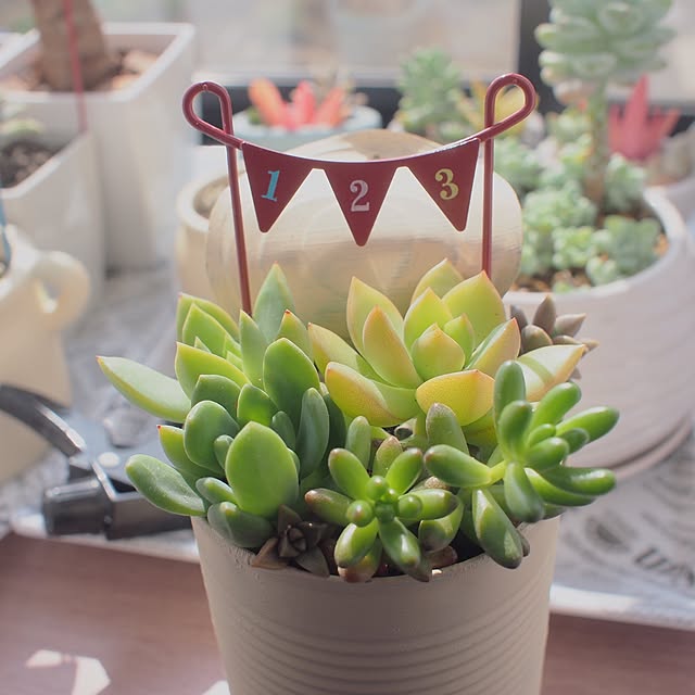 Lounge,グッデイならできる♪,出窓,寄せ植え,多肉植物,セリア,seria,1人暮らし,ひとり暮らし,一人暮らし,賃貸アパート,一人暮らし 賃貸,1DK,100均　,空き缶リメイク,賃貸,Can☆Do,キャンドゥ,セリア新商品 Tonchanの部屋