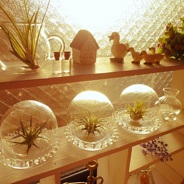My Shelf,ガラスドーム,朝日をあびて✨,お気に入り,セリア,ダイソー RINGOの部屋