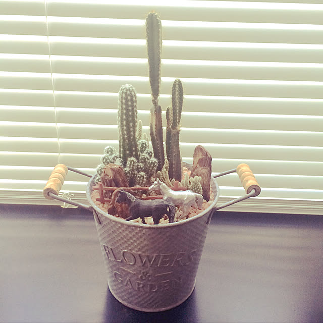 My Desk,アルミ鉢,100均サボテン寄せ植え,NO GREEN NO LIFE,多肉植物・サボテン,動物ミニチュア,植木鉢,ブラインドからの陽の日射し jinの部屋