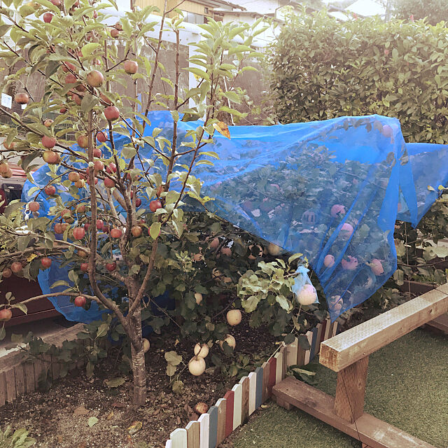 ふじ,姫りんご,防風ネット,林檎の木,りんご,DIY,庭,Entrance sakutaroの部屋