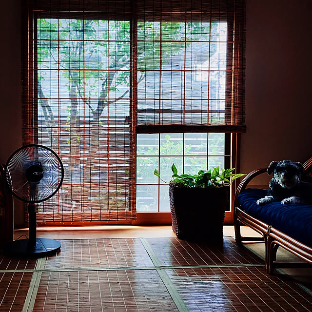 扇風機,夏の模様替え,引き算の美学✨練習中,夏,グリーンのある暮らし,カーテン無し生活,私の好きな場所,経年劣化進行中,出逢えた事に感謝して,夏使用,すだれ,Overview,ヤマボウシ,ポトス,竹ラグ,インスタ→my.furu,ビート akeの部屋