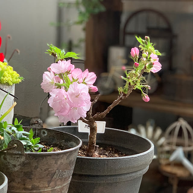 2020.3.28,ガーデン雑貨,ベランダ,花のある暮らし,植物のある暮らし,桜　旭山,桜,ベランダガーデン,毎日笑顔で♡,マンション,福岡県,My Shelf rinrinの部屋