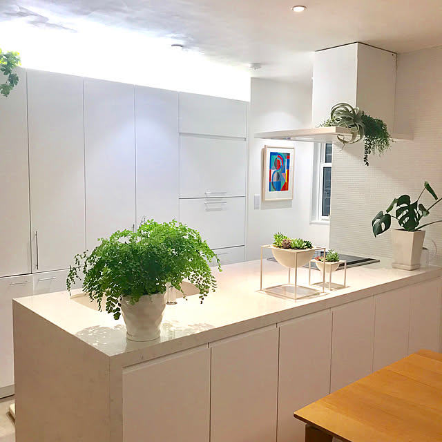 Kitchen,アジアンタム,グリーンのある暮らし,観葉植物,ホワイトインテリア,観葉植物のある暮らし,植物のある暮らし,リノベーション,間接照明,ホワイトキッチン,食器棚 Sacco38の部屋