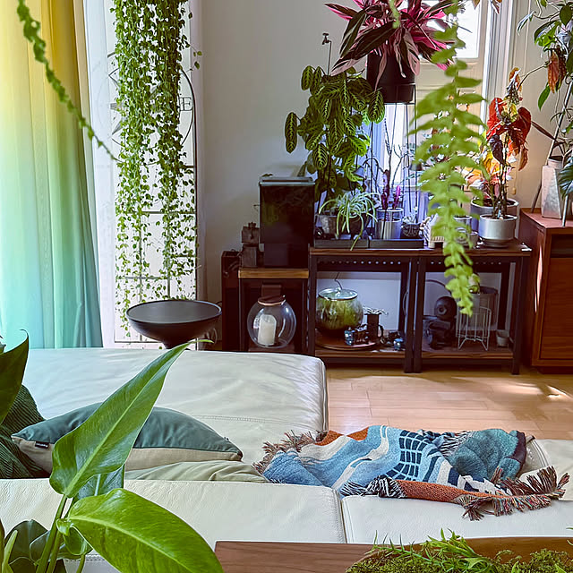 Lounge,暮らしの投稿,5分でできる模様替え,わが家の春のキロク,観葉植物,観葉植物のある暮らし DAYONEの部屋