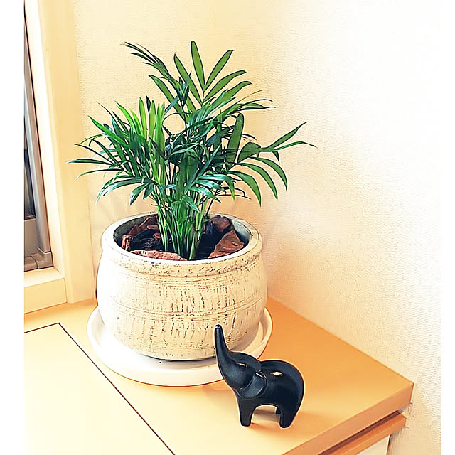 Bathroom,プチプラインテリア,観葉植物いろいろ,観葉植物のある暮らし,新しく購入したもの,新しくお迎えしたもの,新しく仲間入り♡,おうち時間,テーブルヤシ,100均アイテム,プチプラ雑貨,100均雑貨,ウッドチップ akiwaka-roomの部屋