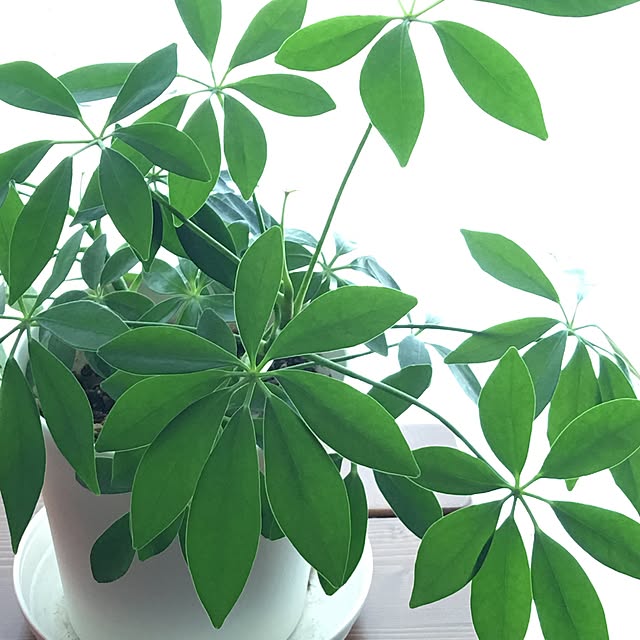 My Desk,春ですね♪,観葉植物,グリーン,カポック takaの部屋