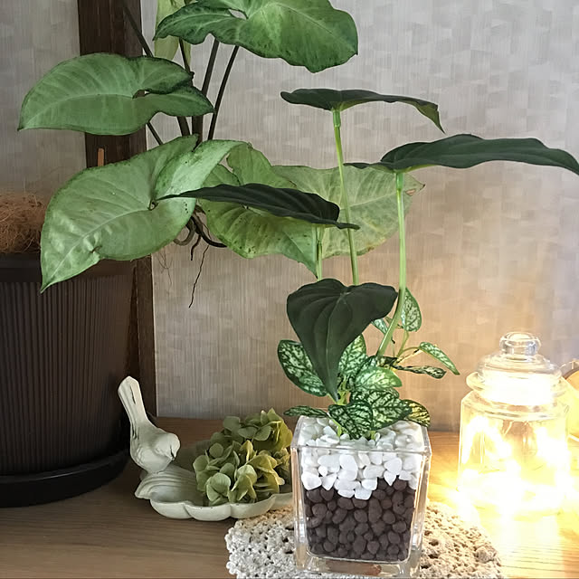 My Shelf,シンゴニウム,観葉植物,ニトリのフェイクグリーン,2018.8.29,新商品買ったよ！,見て頂き感謝です♪,いいね！ありがとうございます♪,コメントお気遣いなく(⁎ᴗ͈ˬᴗ͈⁎),いつもありがとうございますʕ•ᴥ•ʔ,紫陽花ドライ,ガラスポット クワイズモ,ガラスポット,フェイククワズイモ mintteaの部屋