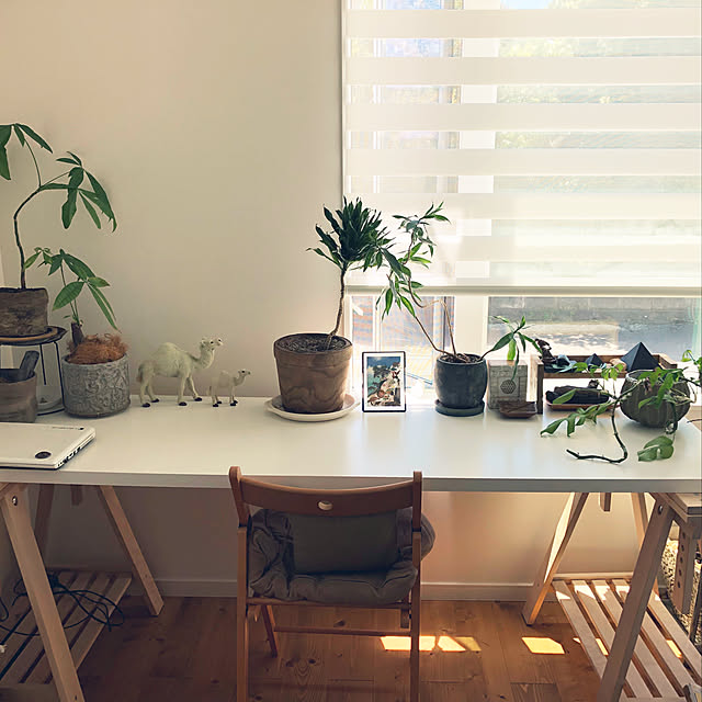 My Desk,モンステラ,作業台,ロールスクリーン デュオレ,木製植木鉢,仕事部屋,パキラ,書斎,NO GREEN NO LIFE,IKEA,観葉植物,初投稿,ホワイトインテリア,IKEAカタログ2019 makanatozionの部屋