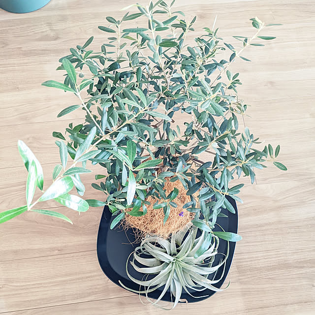 ウェルカムクーポンキャンペーン,RoomClipショッピング,マンション暮らし,オリーブの木,植物のある暮らし,インテリアグリーン,みどりのある暮らし,グリーンのある暮らし ponの部屋