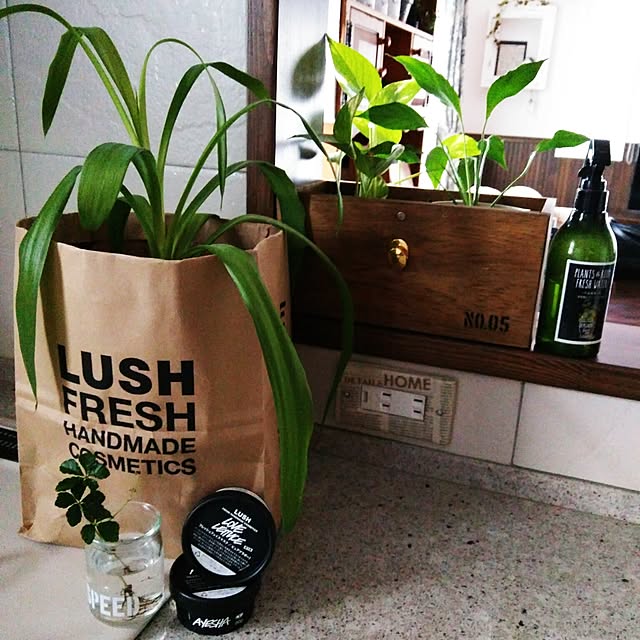 Kitchen,観葉植物のある部屋,いいね&フォローありがとうございます☆,写真がうまく撮れるようになりたい♡,母の日のプレゼント♡,LUSH,紙袋を鉢カバーに usagiの部屋