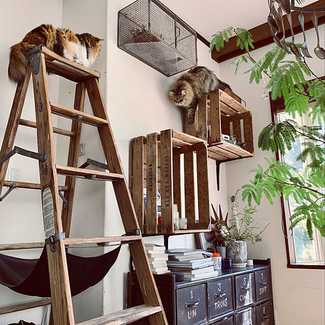 ねこのいる日常,ビンテージ,はしご,木箱,猫スペース,ペットと暮らす家 Megumiの部屋