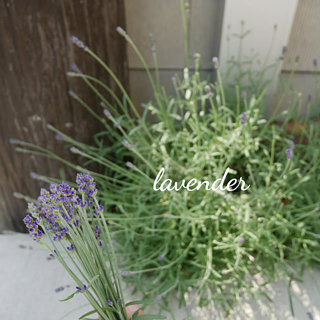 Entrance,ラベンダー,LAVENDER,ハーブ,虫対策,お花のある暮らし,ハーブのある暮らし,2019.5.18⚘ merciの部屋