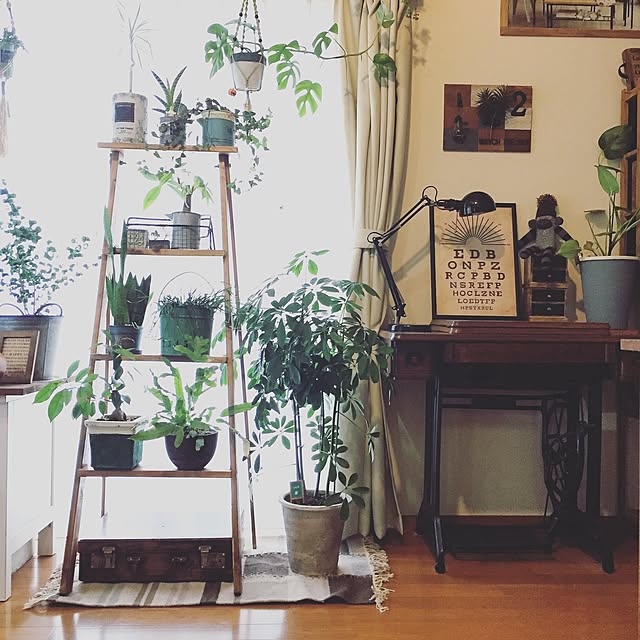 My Shelf,アンティークミシン台,植物のある暮らし,ラダーシェルフDIY,秋色,いいね、フォロー本当に感謝です♡,instagramと同じpic,Instagram→yu_ki3359,古いものが好き♡,アメブロやってます,ブログはトップページから飛べます,DIY,古いトランク,賃貸でも楽しく♪,原状回復,ディスプレイ yu_kiの部屋