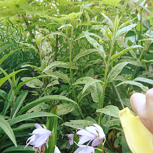 Bedroom,ガーデニング,植物のある暮らし,害虫対策,アースガーデン,ロハピ,殺虫殺菌剤,自然に優しいを目指す,サスティナブル,庭仕事 longneiの部屋