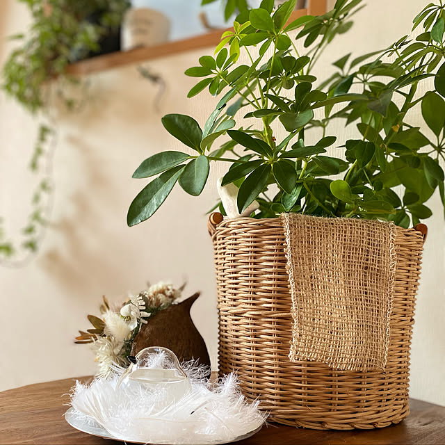 観葉植物,ブッタナッツ,Salyu！,お気に入りのかご・バスケット,ダイソー,フェリシモ,グリーンのある暮らし,100均,Entrance,シマエナガ,ストームグラス yuri.sの部屋