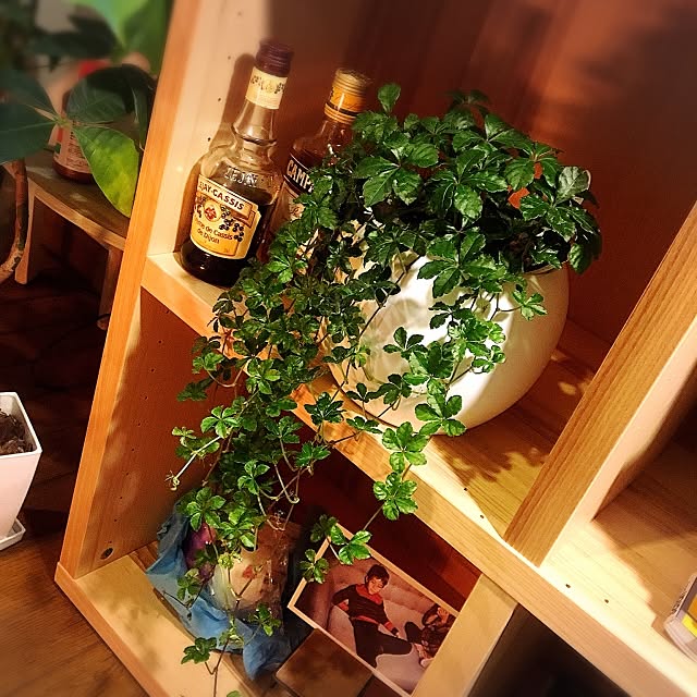My Shelf,アクアポット,無印良品,シュガーバイン,IKEA,NO GREEN NO LIFE,zara,一人暮らし,観葉植物 Naoyanの部屋