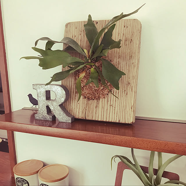 観葉植物,ビカクシダ,古材,足場板,ビカクシダ板付け,DIY,My Shelf Rikaの部屋