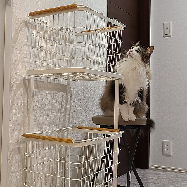 Bathroom,買ってよかったもの,ねこ,猫と暮らす,ノルウェージャンフォレストキャット,ねこと暮らす,ねこのいる暮らし,RoomClipショッピング,ランドリーバスケット akiko6193の部屋
