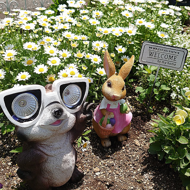 Entrance,プチプラアイテム,皆さんとの出逢いに感謝♡,こどもと暮らす。,買ってよかったもの,コメントお気遣いなくです❤︎,お庭のある暮らし,ガーデン雑貨,ガーデンライト,LEDソーラーライト,海外インテリアに憧れる,花壇,ノースポール,ビオラ mri96の部屋