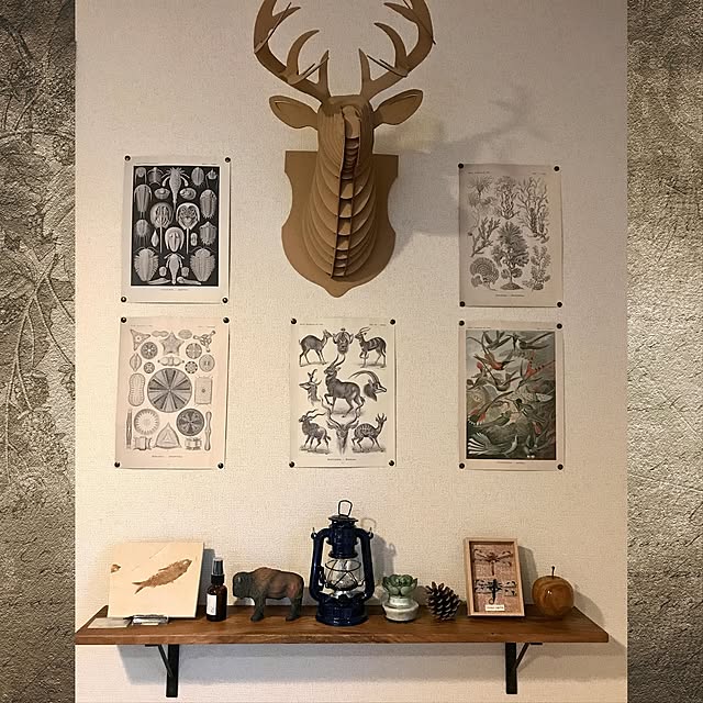 博物趣味,松ぼっくり,博物画,ハンティングトロフィー風,飾り棚ディスプレイ,飾り棚,化石,クラフト,マーブル,トンボ,昆虫標本風,標本風,雑貨大好き♡,On Walls,ヴンダーカンマー,驚異の部屋 Anne_Yukiyanagiの部屋