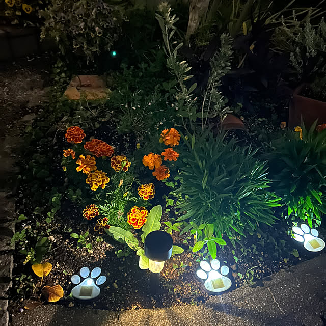 Entrance,オルレア,ラベンダー,庭,リメイク,植木鉢,寄せ植え,ビオラ,パンジー,ゼラニウム,マリーゴールド,ペチュニア,花のある暮らし,RCの出会いに感謝♡,いつもいいねやコメありがとうございます♡,心地よい暮らし,ダイソーソーラーライト,夜の庭から,ダイソーガーデン雑貨,ガーデンニング初心者,笑顔が一番,4枚投稿です♡,ダイソー肉球ソーラーライト,ガーデン雑貨 ritsukoの部屋