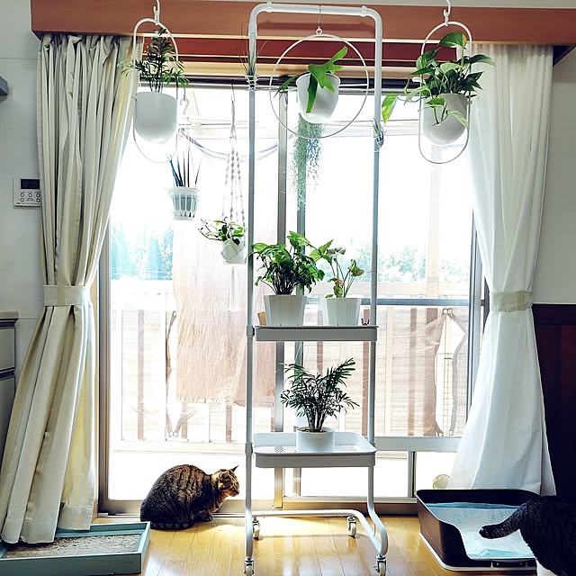 On Walls,つっぱり棒,ひとり暮らし,シンプルが好き,マクラメ編み,癒しスペース,猫と暮らす,すっきり暮らす,マクラメハンギング,シンプルな暮らし,サンセベリア ミカド,エアープランツ,ホヤカルノーサ バリエガータ,ウスネオイデス,チランジア,シンゴニウムネオン,シンゴニウム ホワイトバタフライ,ビカクシダ ビフルカツム,テーブルヤシ,ポトス nachiの部屋