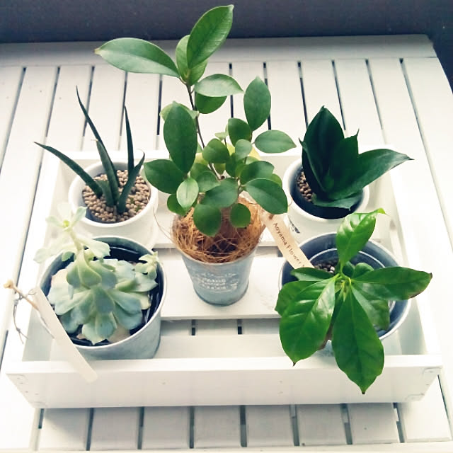 木箱リメイク,ガジュマルの木,すくすく育ってます♪,青山フラワーマーケット,Aoyama Flower Market,coffeeの木⇒カインズホーム♥,Entrance,ブリキ,いいね♥1000人感謝です♥,いいね❤1000人感謝です❤ heart.emiemi57.whiteの部屋