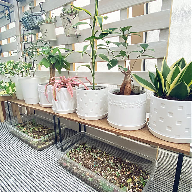ダイソーの鉢,ダイソーの植物,セリアの鉢,すのこリメイク,アイアン+板,プチプラアイテム,植物のあるくらし,プチプラでも可愛い♡,ダイソー,セリア,Overview ayaの部屋
