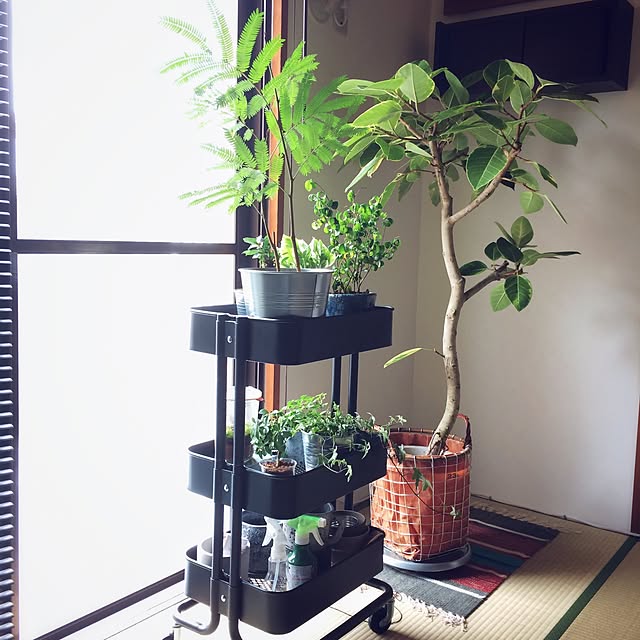 プエブコ,和室,エバーフレッシュ,植物のある暮らし,IKEAワゴン,賃貸,築20年,NO GREEN NO LIFE,観葉植物 hitomiの部屋